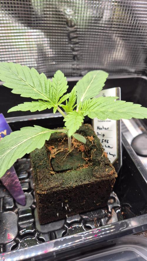 Tropfender Nektar. Week 2 - Tag 17