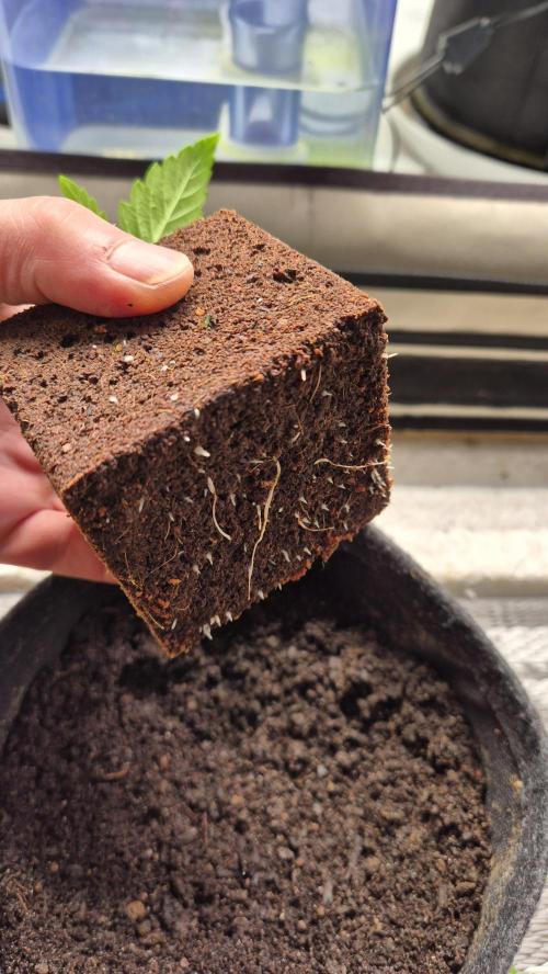 Tropfender Nektar. Week 2 - Tag 17