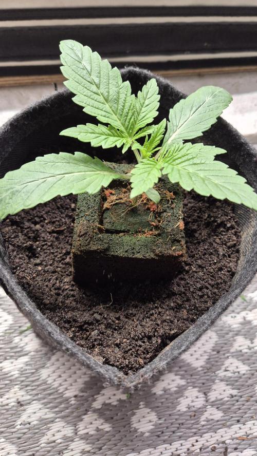 Tropfender Nektar. Week 2 - Tag 17