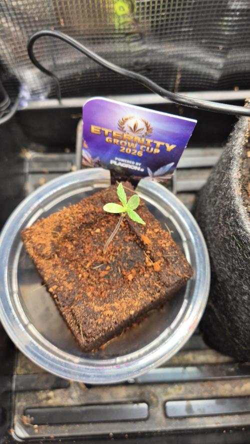 Eternity Grow Cup 2026. Week 0 - Tag 0.5