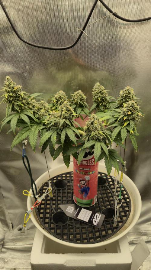 Gorillamelon (Pringles-Cup). Week 10 - Tag 70
Blütetag 44
