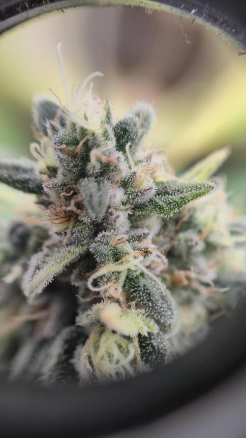 Gorillamelon (Pringles-Cup). Week 11 - Tag 71
Blütetag 45