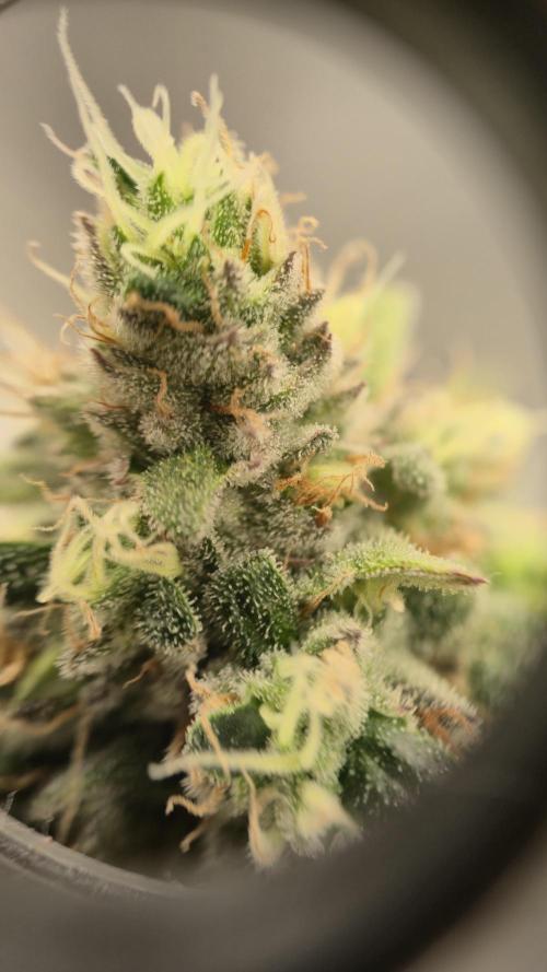 Gorillamelon (Pringles-Cup). Week 11 - Tag 71
Blütetag 45