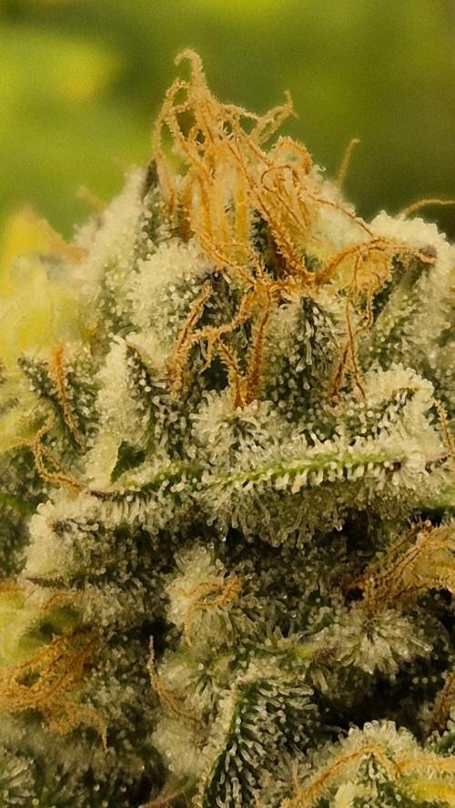 Gorillamelon (Pringles-Cup). Week 11 - Tag 71
Blütetag 45