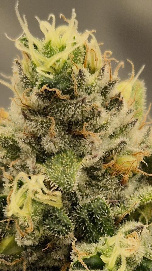 Gorillamelon (Pringles-Cup). Week 11 - Tag 71
Blütetag 45