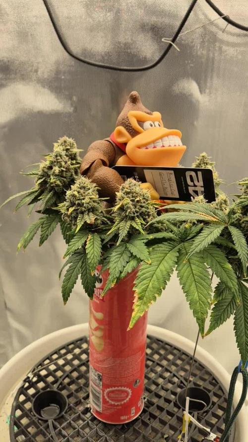 Gorillamelon (Pringles-Cup)