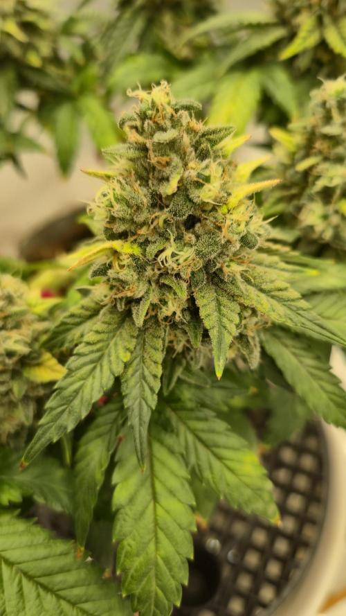 Gorillamelon (Pringles-Cup). Week 11 - Tag 72
Blütetag 46