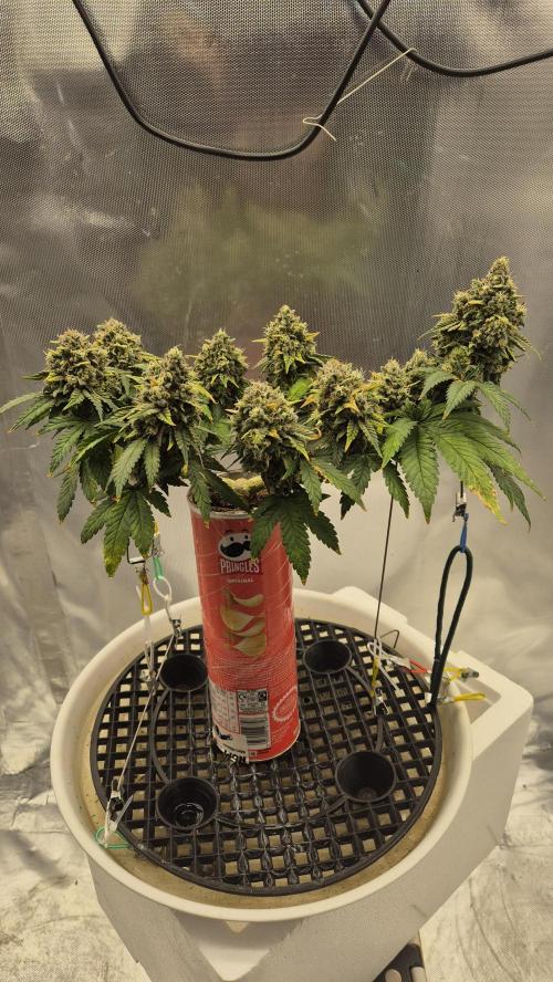 Gorillamelon (Pringles-Cup). Week 11 - Tag 73
Blütetag 47