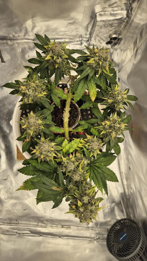 Gorillamelon (Pringles-Cup). Week 11 - Tag 73
Blütetag 47