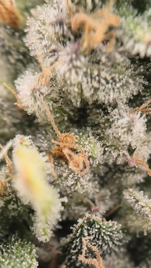 Gorillamelon (Pringles-Cup). Week 11 - Tag 73
Blütetag 47