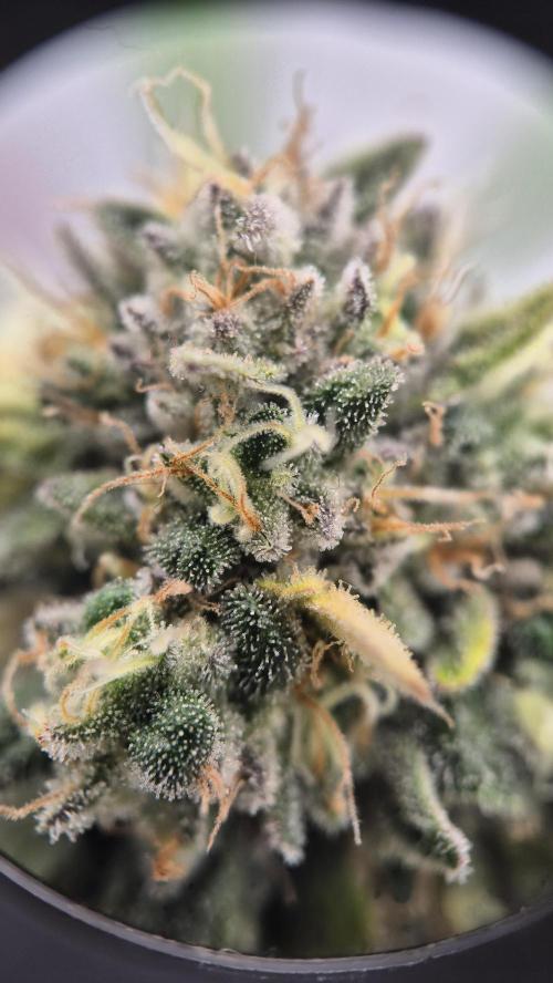 Gorillamelon (Pringles-Cup). Week 11 - Tag 73
Blütetag 47