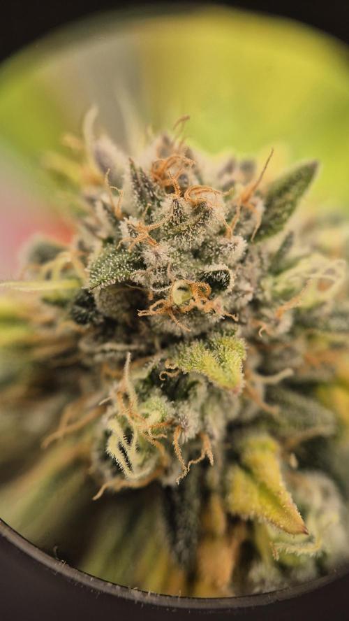 Gorillamelon (Pringles-Cup). Week 11 - Tag 73
Blütetag 47