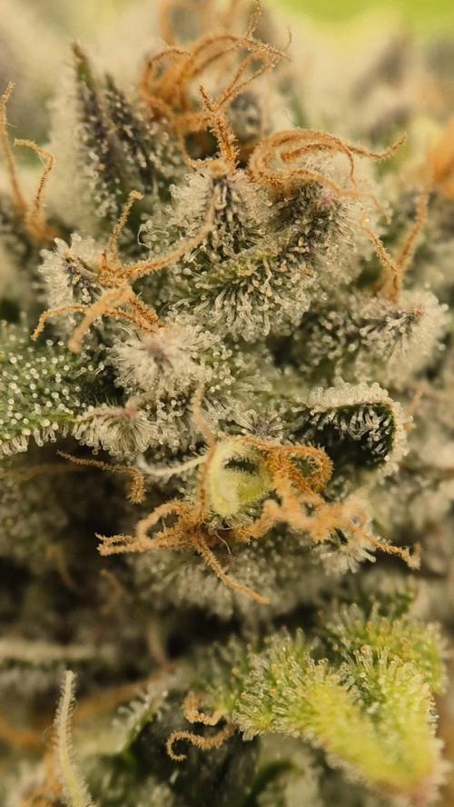 Gorillamelon (Pringles-Cup). Week 11 - Tag 73
Blütetag 47