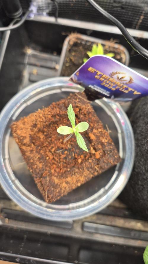 Eternity Grow Cup 2026. Week 0 - Tag 0.6