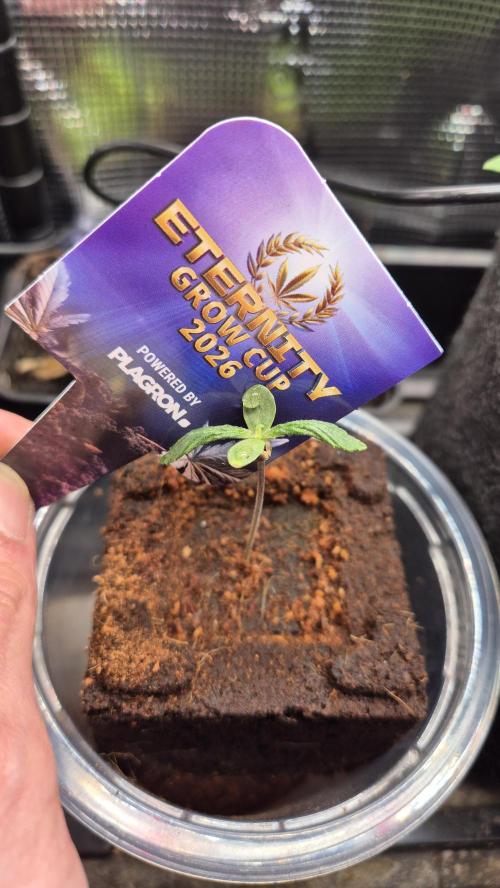Eternity Grow Cup 2026. Week 0 - Tag 0.7