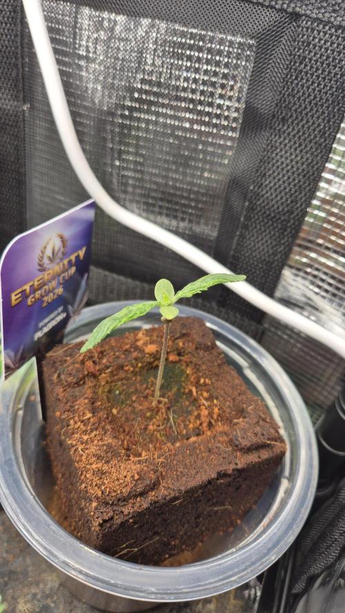 Eternity Grow Cup 2026. Week 1 - Tag 8