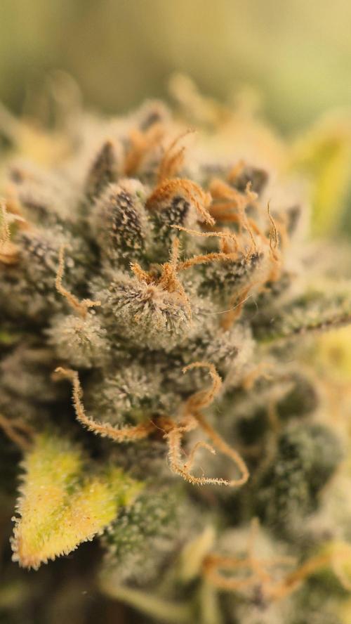 Gorillamelon (Pringles-Cup). Week 12 - Tag 76
Blütetag 50