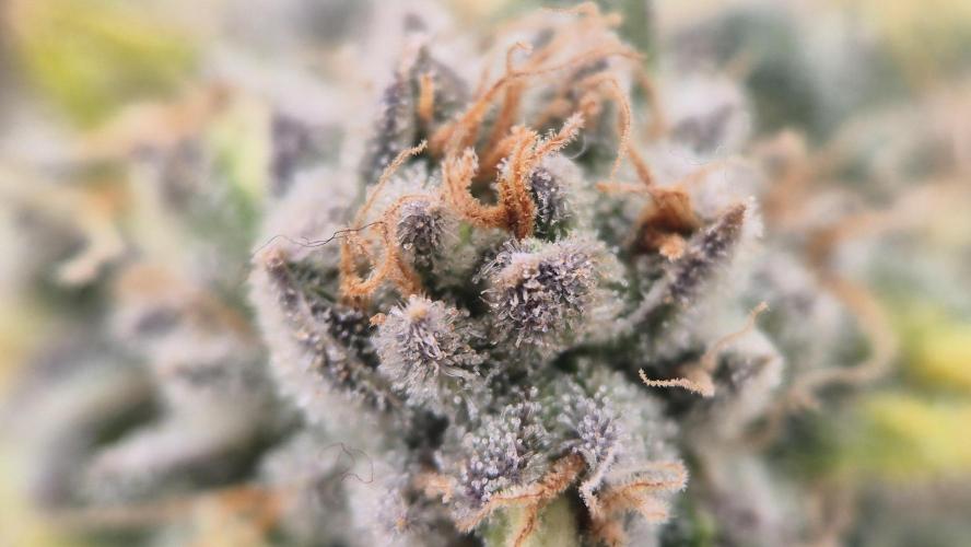 Gorillamelon (Pringles-Cup). Week 12 - Tag 76
Blütetag 50