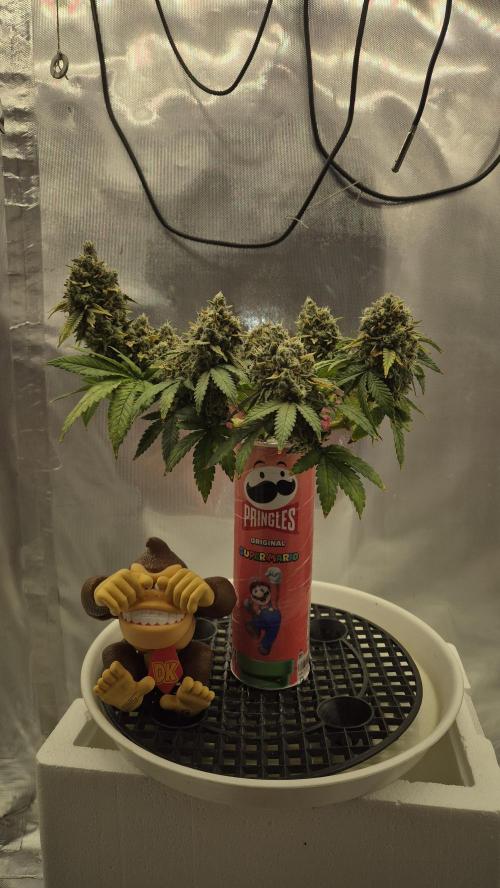 Gorillamelon (Pringles-Cup). Week 12 - Tag 77
Blütetag 51