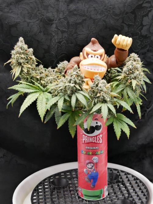 Gorillamelon (Pringles-Cup). Week 13 - Tag 78
Blütetag 52