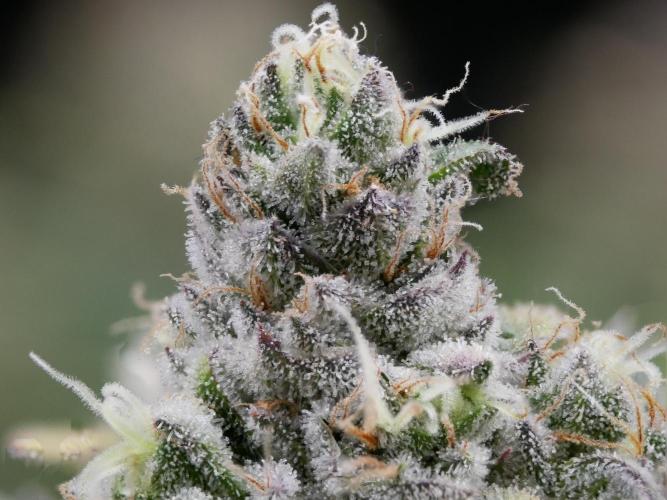 Gorillamelon (Pringles-Cup). Week 13 - Tag 78
Blütetag 52