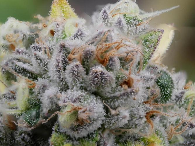 Gorillamelon (Pringles-Cup). Week 13 - Tag 78
Blütetag 52