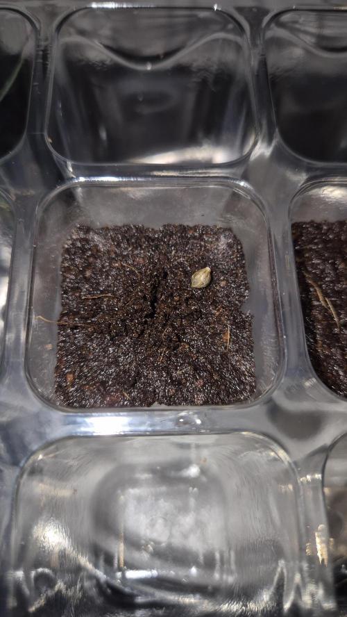 Lazyboyseeds Baked in Hossegor. Week 0 - Tag 0.1