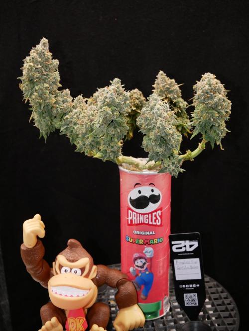 Gorillamelon (Pringles-Cup). Week 13 - Tag 79
Erntetag 