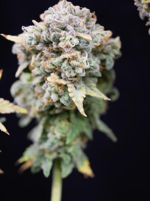 Gorillamelon (Pringles-Cup). Week 13