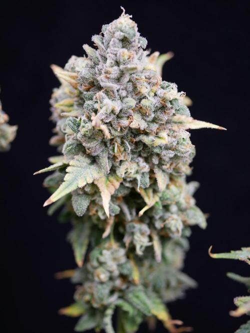 Gorillamelon (Pringles-Cup). Week 13