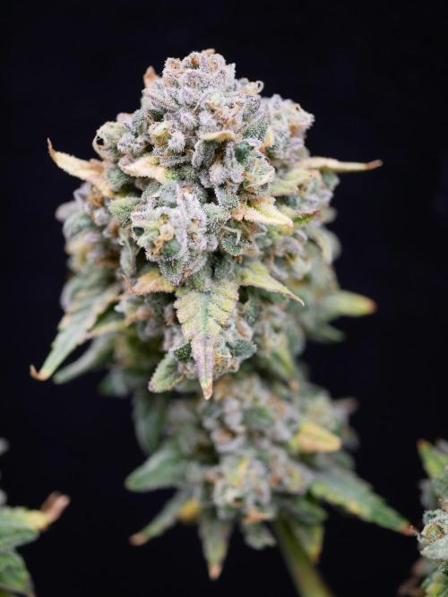 Gorillamelon (Pringles-Cup). Week 13