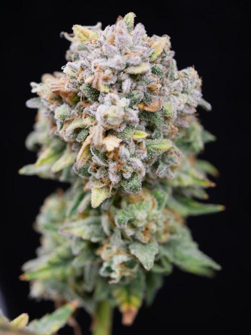 Gorillamelon (Pringles-Cup). Week 13