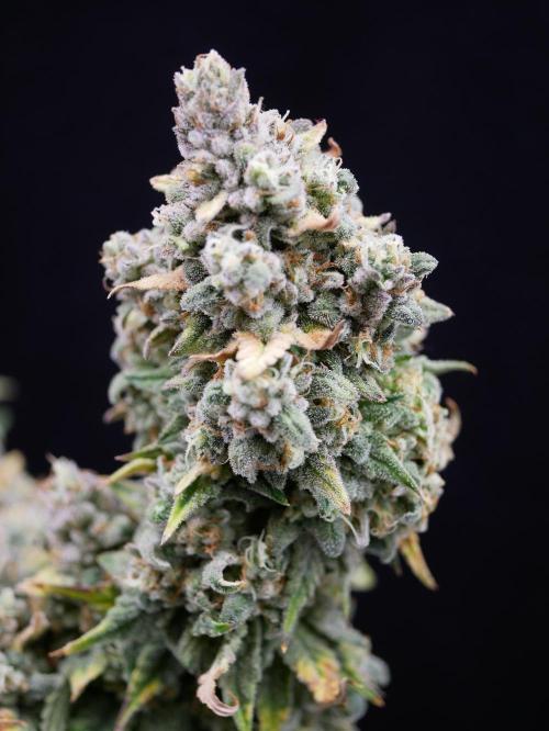 Gorillamelon (Pringles-Cup). Week 13