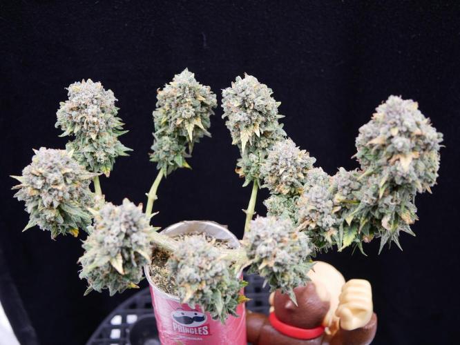 Gorillamelon (Pringles-Cup). Week 13