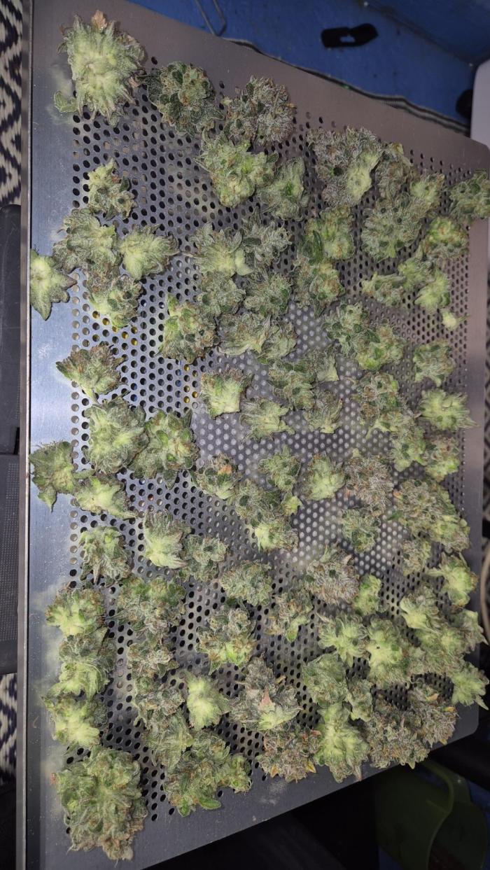 Gorillamelon (Pringles-Cup). Week 14