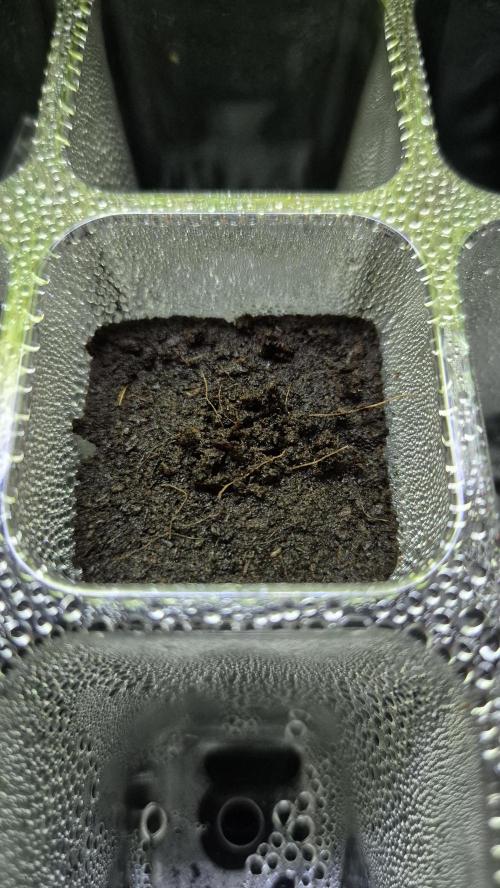 Lazyboyseeds Baked in Hossegor. Week 0 - Tag 0.2