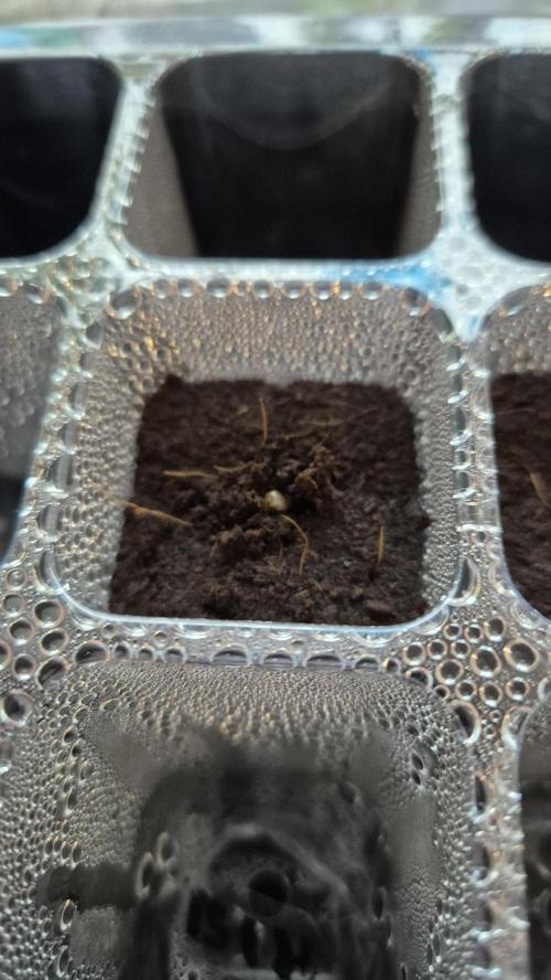 Lazyboyseeds Baked in Hossegor. Week 0 - Tag 0.3