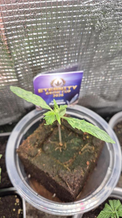 Eternity Grow Cup 2026. Week 1 - Tag 14