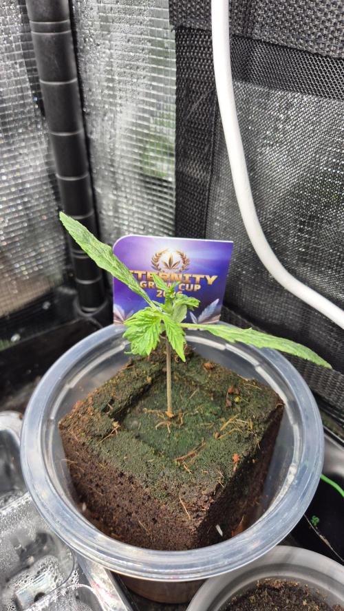Eternity Grow Cup 2026. Week 2 - Nr.1