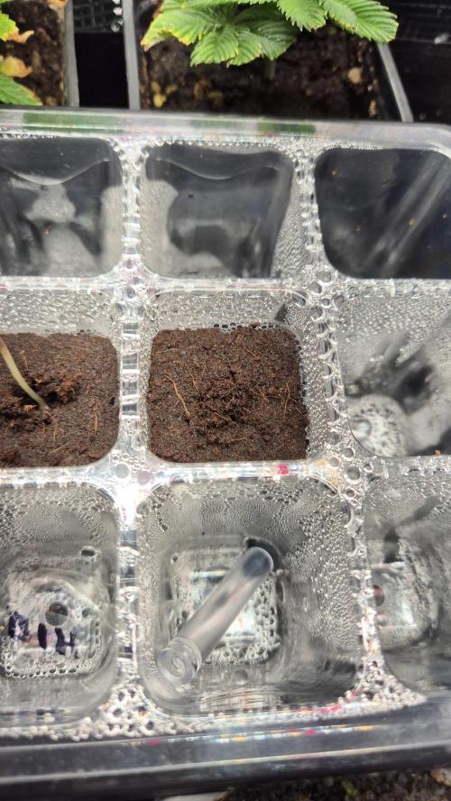 Eternity Grow Cup 2026. Week 2 - Nr.2