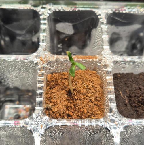 Lazyboyseeds Baked in Hossegor. Week 0 - Tag 0.4