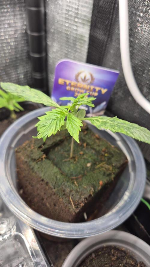 Eternity Grow Cup 2026. Week 2 - Nr 1
Tag 19