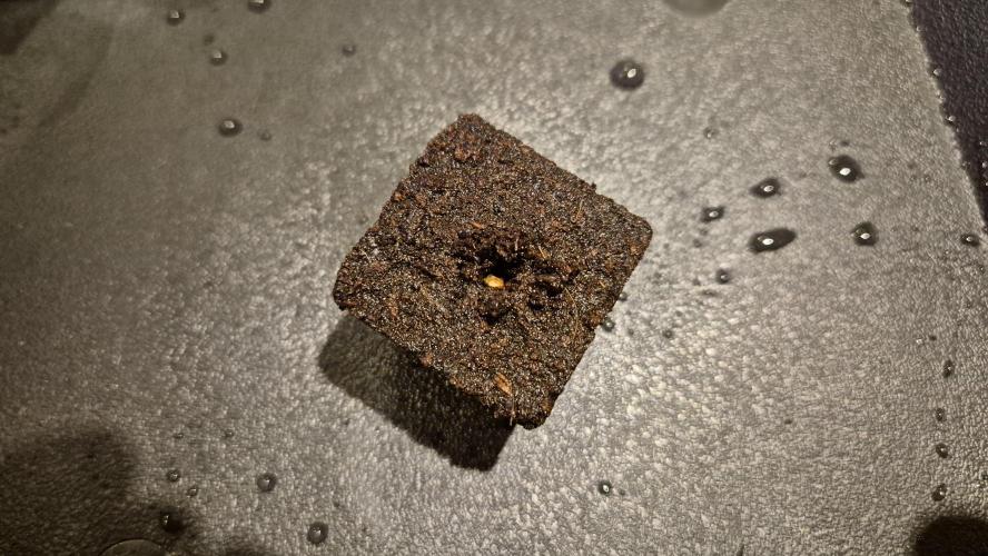 Sensis Cherry Strudel. Week 0 - Tag 1