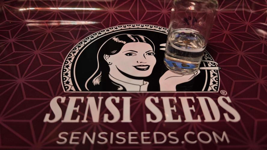 Sensis Cherry Strudel. Week 0 - Ab ins Peroxid