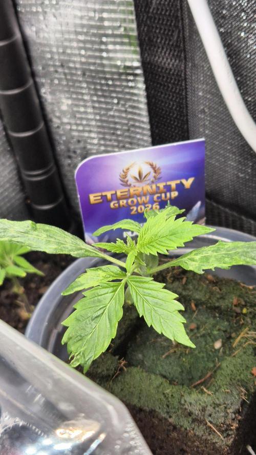 Eternity Grow Cup 2026. Week 2 - Nr.1
Tag 20