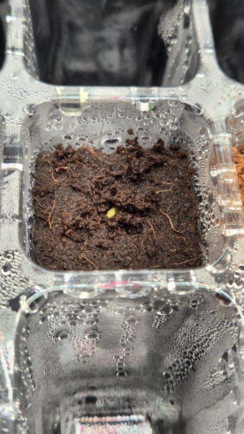 Eternity Grow Cup 2026. Week 2 - Nr 2
Tag 6