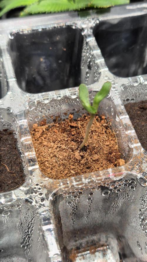 Lazyboyseeds Baked in Hossegor. Week 0 - Tag 0.5