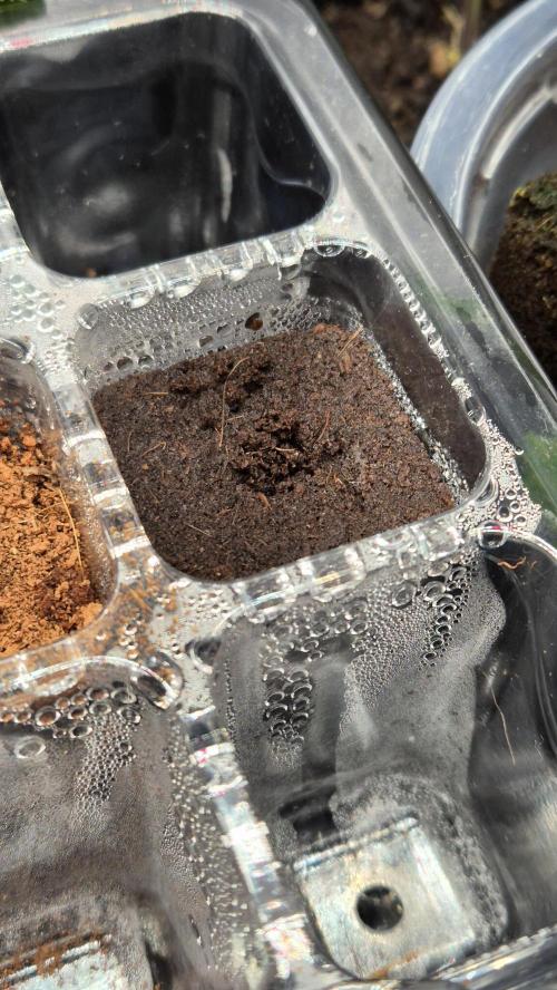 Sensis Cherry Strudel. Week 0 - Tag 2