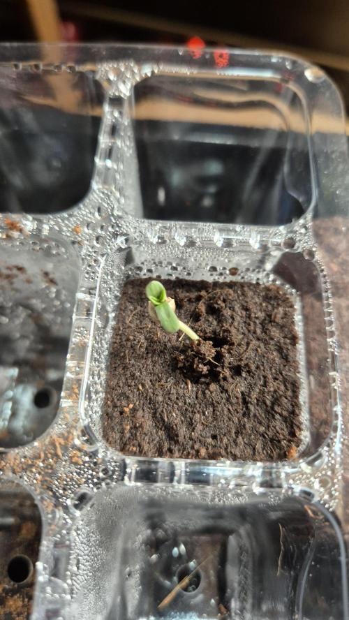 Sensis Cherry Strudel. Week 0 - Tag 3