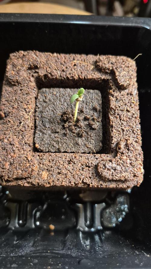 Sensis Cherry Strudel. Week 0 - Tag 3